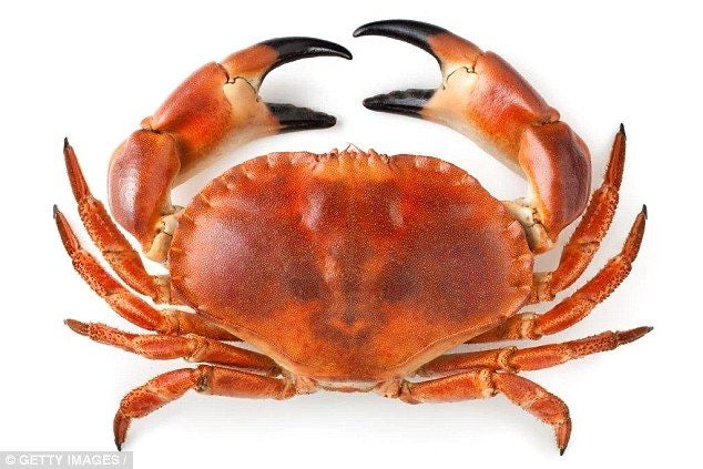 Brown Swimmer Crab 150gms+