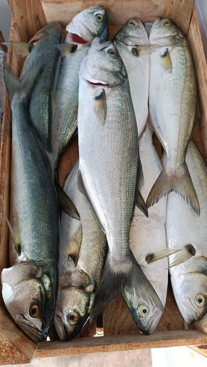 Sea Bass Whole 6kg box 400-600gms