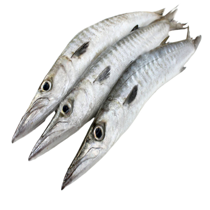 Barracuda/Seelavu 2-5kg(13.49/Kg)