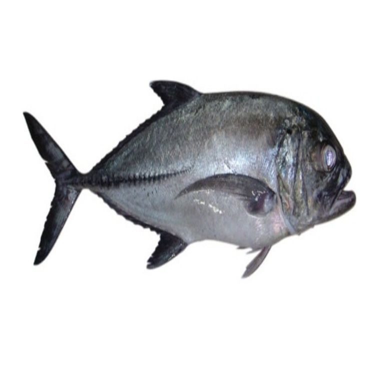 Big Travally Fish(5-10kg) (Karikini Para)
