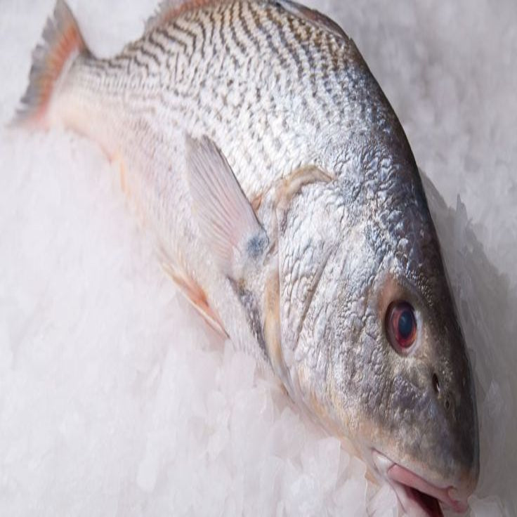 Silver Croaker/Korameen (13.49/Kg)