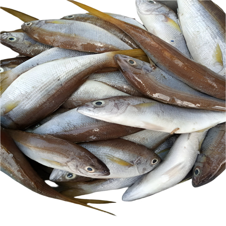 Doctor Fish 400-800GMS