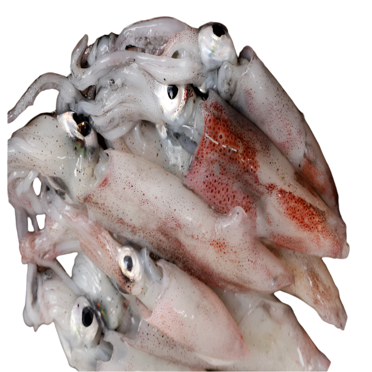 Fresh Squid