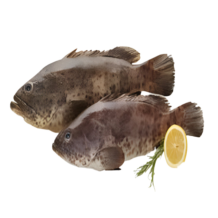 Grouper/Kalava/Homour 800-1.500kg