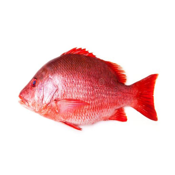Red Snapper