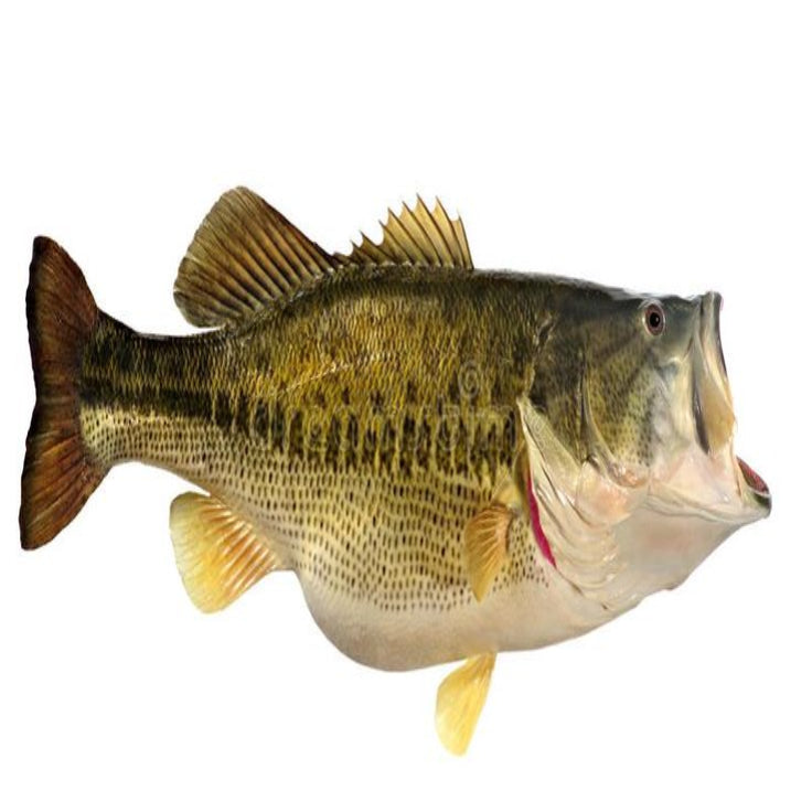 Sea Bass Whole 6kg box 400-600gms