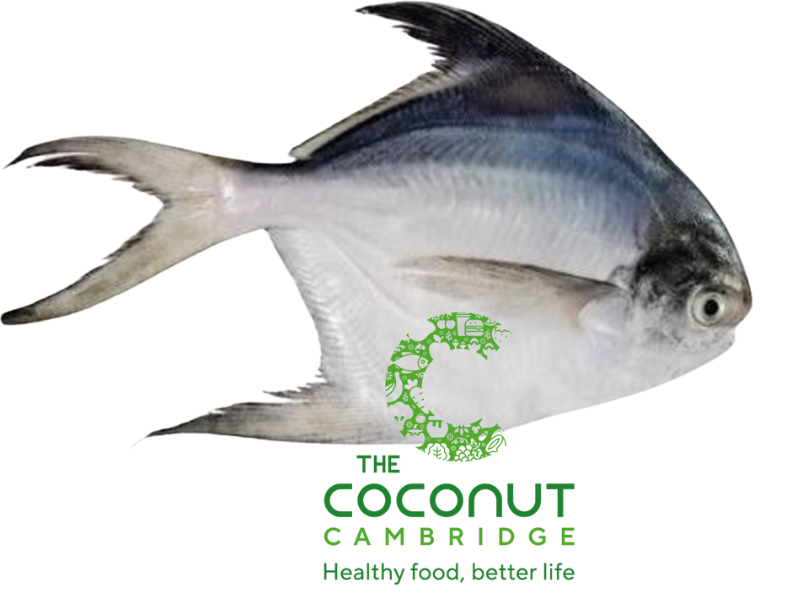 White Pomfret