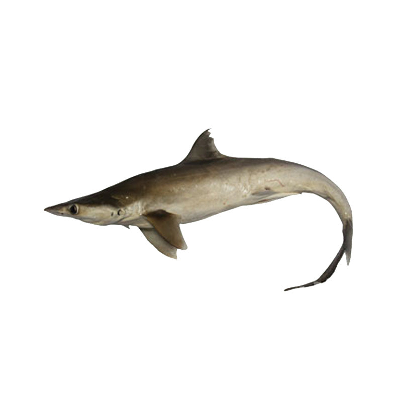 Shark 2-4Kg(7.00/Kg)