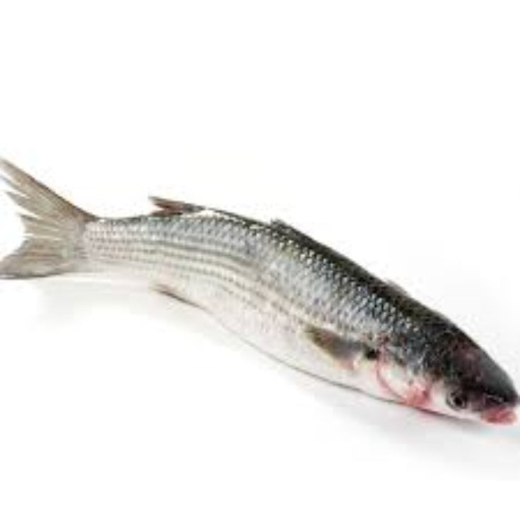 Grey Mullet/Manala/Kanambu -(11.00/Kg)