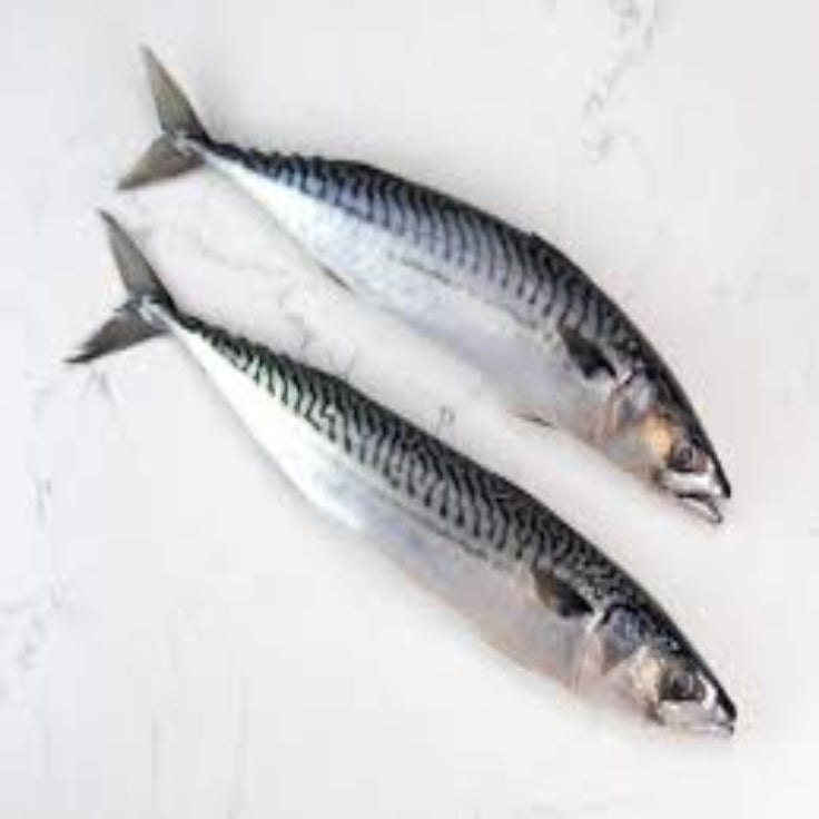 Scottish Mackerel
