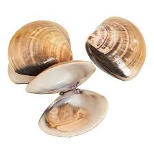 Clams