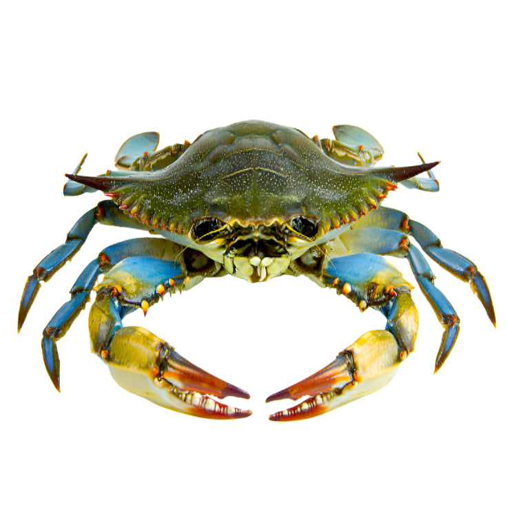 Blue Swimmer Crab 150gms+