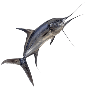 Sail Fish