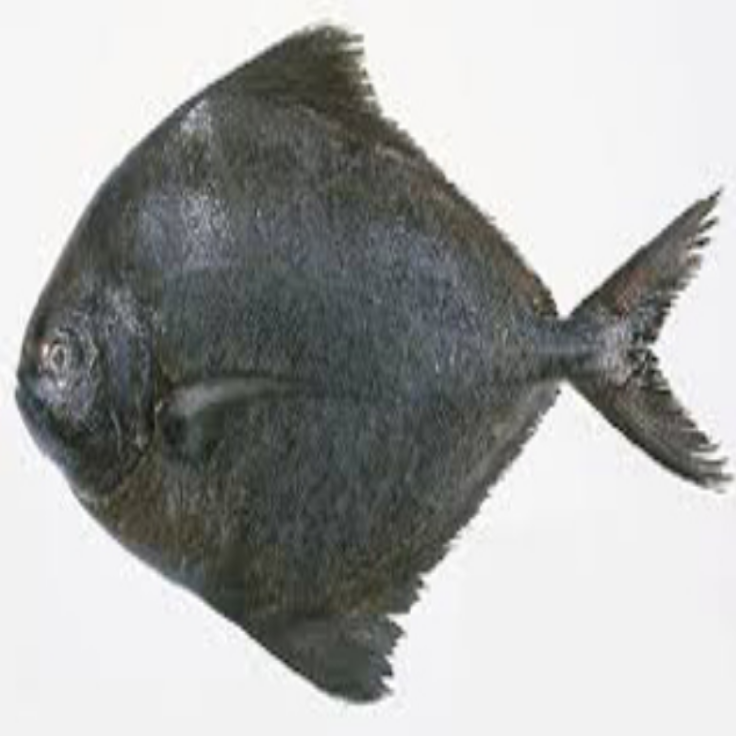 Pomfret