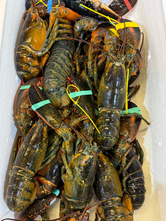 Premium fresh lobsters