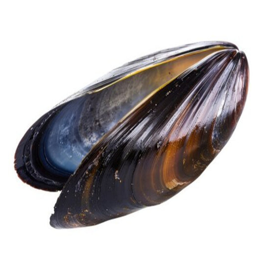 Mussels