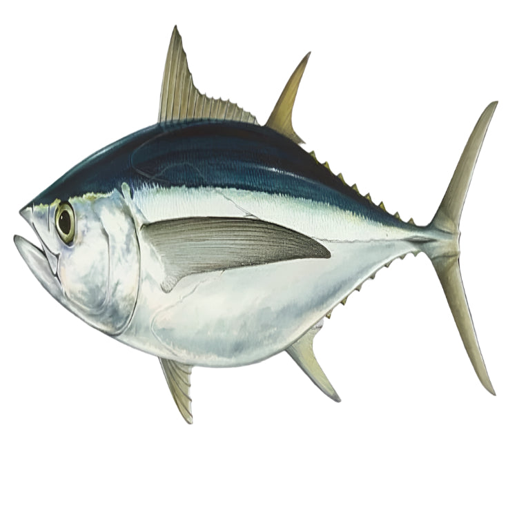 Tuna 800-1kg