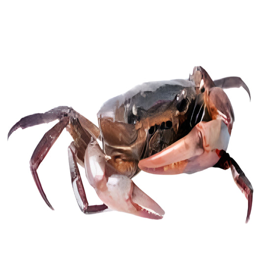 Brown Swimmer Crab 150gms+