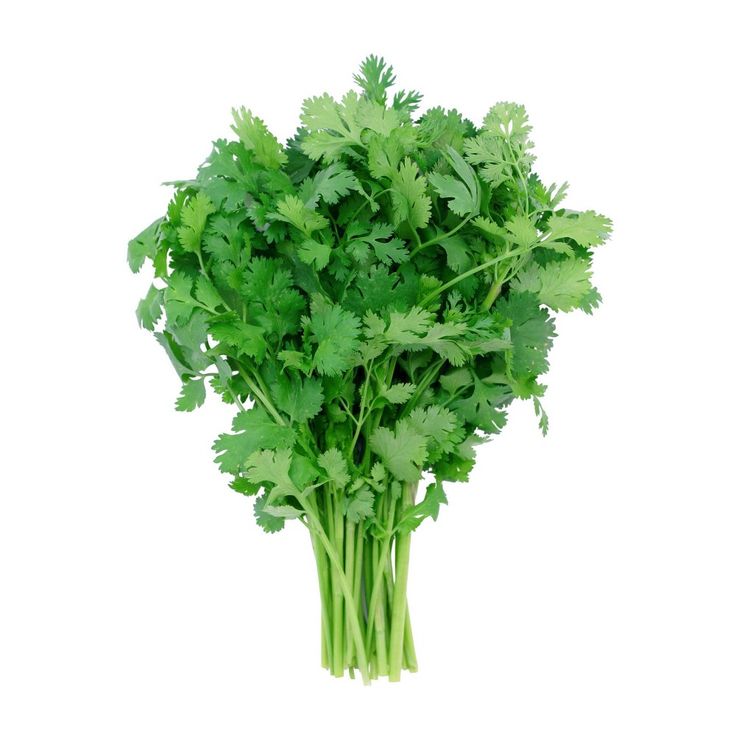 Coriander