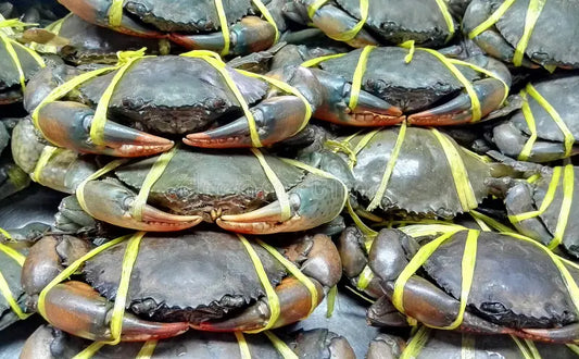 Premium Fresh Crabs