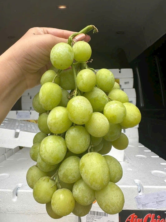 Grape south africa