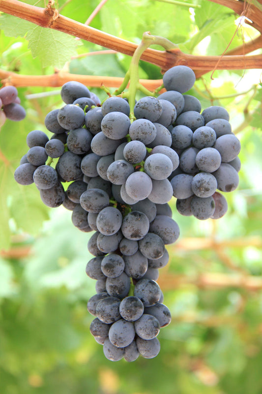 Australian Grapes