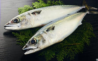 Indian Mackeral