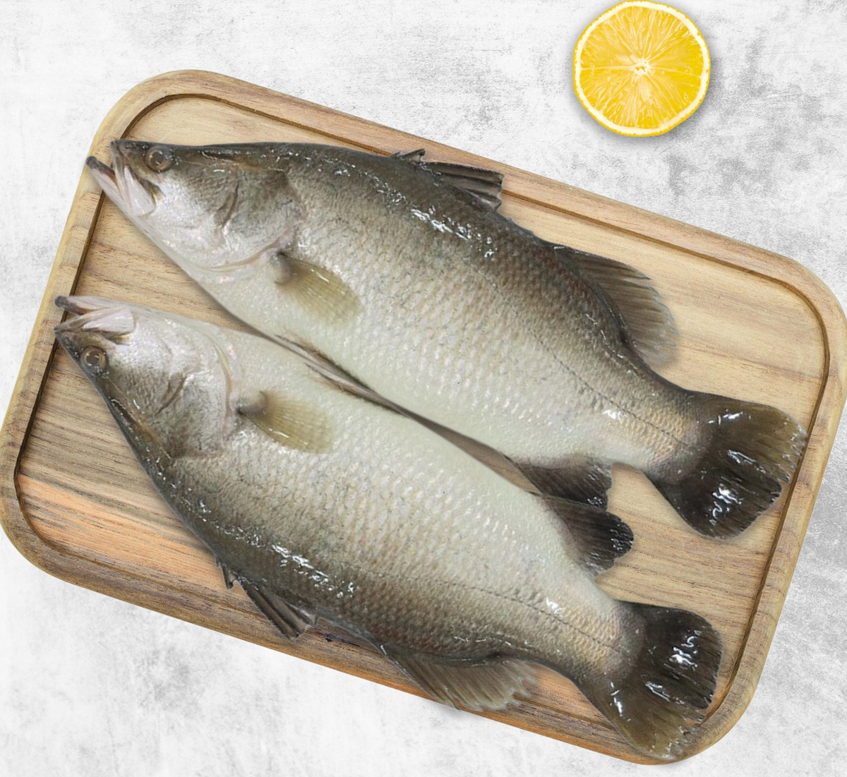Barramundi(Kalanchi)-2.60Kg