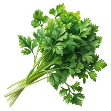 Flat Parsley  Bunch