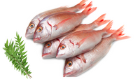 Fresh Red Bream (Kilimeen)