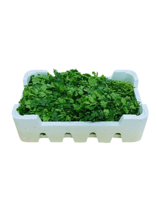 Coriander