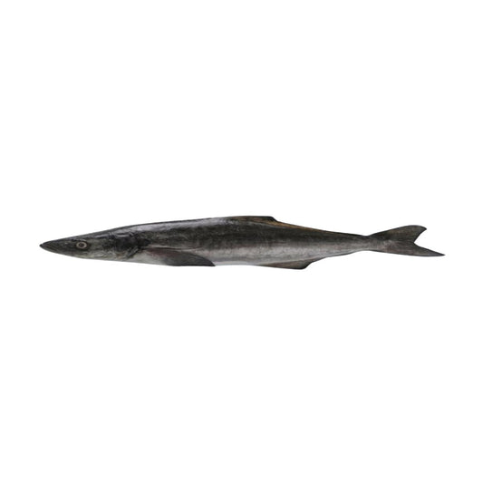 Cobia/Kadal Varal/Motha 3-6 kg