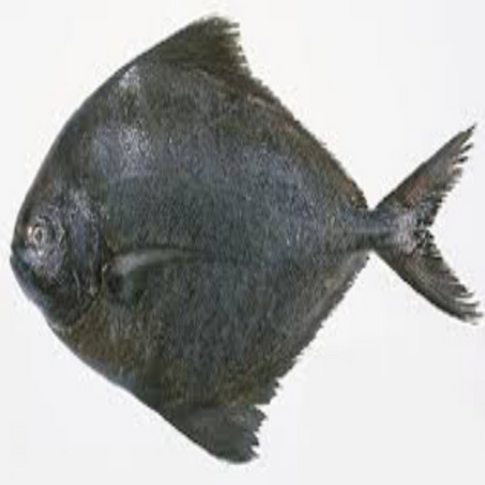 Black pomfret Avoli