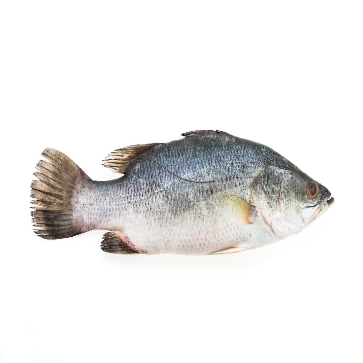 Sea Bream Whole 6kg box 400-600gms