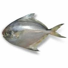 Silver Pomfret/AVOLI 200 gm