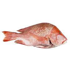 Red Snapper 2-4KG