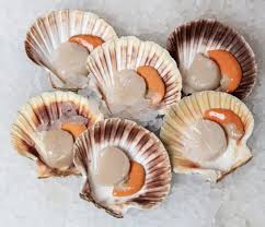 Scallops