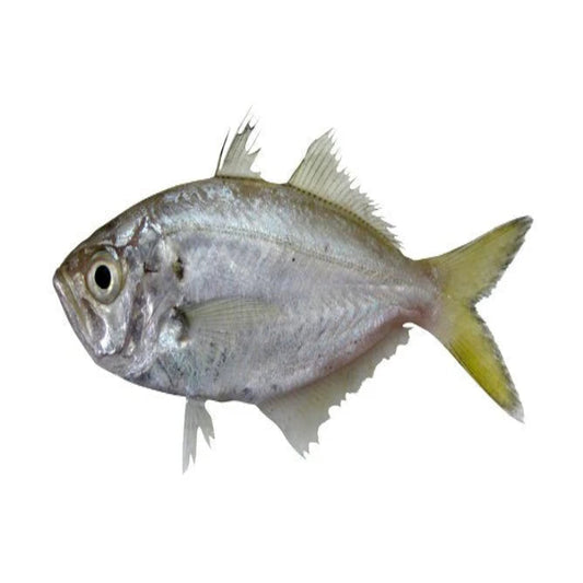 Kuthip/W Fish 400gms+