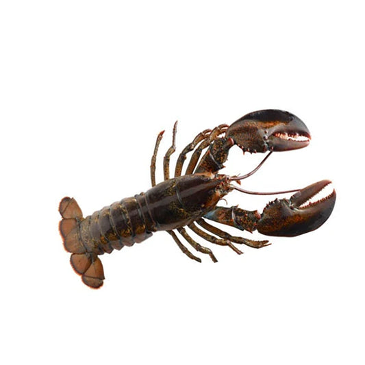 Live Lobster 400-600gms