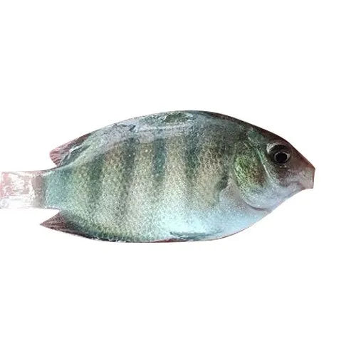 Pearl spot/Karimeen 200-400gms