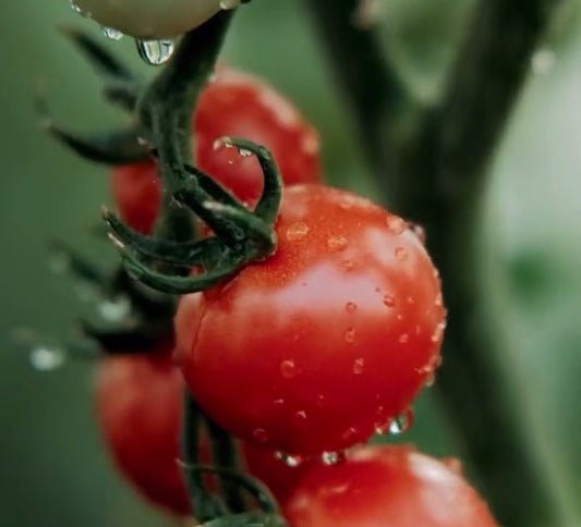 Vine Tomatoes 500gm